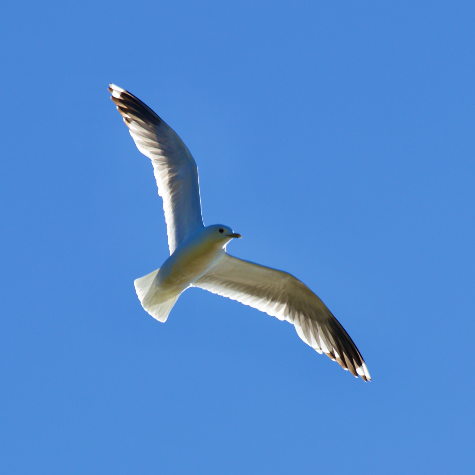 Accompagnement individuel en auto-guérison. ÂME LIBRE. Reconnexion à Ton Essence divine. Éveil de Conscience Accompagnement individuel en auto-guérison. L'Être humain est appelé à évoluer pour passer du monde de peur et de souffrances au Monde de Paix et d’Amour.